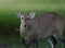 An alert deer with green back ground