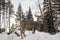 alert deer scanning for predator in the snow