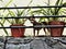 Alert dog looking through railings on a balcony between potted plants