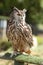 Alert Eagle owl