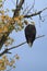 Alert eagle on a tree branch.