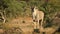 Alert eland antelope