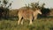 Alert eland antelope