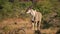 Alert eland antelope in natural habitat