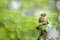 Alert eurasian pygmy owl looking into camera in summer forest with copy space