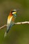 Alert european bee-eater sitting on twig from back view in summer