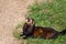 Alert European polecat, Mustela putorius