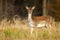 Alert fallow deer hind looking into camera on a meadow with forest in background