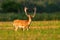 Alert fallow deer stag with growing antlers covered in velvet looking