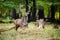 Alert fallow deer standing on a glade with tree stump in summer forest