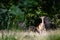 Alert Fallow Deer in woodland in East Grinstead