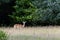 Alert Fallow Deer in woodland in East Grinstead