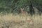 Alert fawn with mother Spotted deer or Chital or Cheetal or axis axis at ranthambore national park India