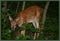 Alert Fawn Standing In Upland Forest Habitat