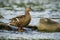 Alert female mallard standing on a rock in stream with water flowing around