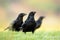 Alert flock of several common ravens sitting on the ground in grass of a meadow
