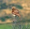 An alert, fluffy Burrowing Owl perched on branches