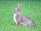 Alert garden bunny rabbit in backyard 2021