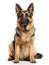 Alert German Shepherd dog looking to camera on a white background.. Generative AI