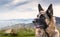 Alert German Shepherd Dog Sitting outdoors on a hill with view of other mountains