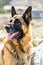 Alert German Shepherd Dog Sitting outdoors next to a rock with blurry background