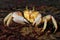 Alert ghost crab