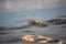 Alert ghost crab on sands