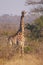 Alert giraffe in thorny bushveld