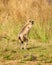 alert Gray Hanuman langurs or indian langur or Semnopithecus monkey sense predator threat and standing on his two legs in outdoor