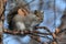 Alert Gray Squirrel Sitting On Tree Branch