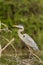 Alert Great Blue Heron at Florida rookery