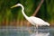 Alert great egret hunting in natural environment of wetlands in summer