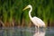 Alert great egret standing water with green blurred background in summer nature