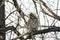 Alert Great Owl in Barren Tree Against a Cloudy Grey Sky