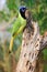 An alert green jay