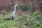 Alert grey heron Ardea cinerea in field with tall bushes.