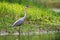 Alert grey heron walking in water on riverside with green grass in summer