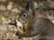 Alert grey squirrel holding a nut in its paws