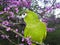 Alert Hahn macaw in lilacs tree flowers