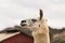 Alert head shot of white llama alpaca with ears up in profile view, close up, wool production