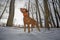 Alert hunting dog in the winter forest