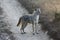 Alert Indian Jackal on Dirt Road in Kanha National Park, India