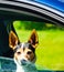 Alert Jack Russell Terrier In Car Window