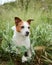 An alert Jack Russell Terrier dog sits amidst lush greenery