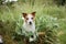 An alert Jack Russell Terrier dog sits amidst lush greenery