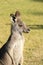Alert Kangaroo against green background