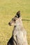 Alert Kangaroo against green background