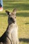 Alert Kangaroo against green background