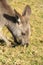 Alert Kangaroo grazing grass