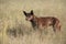 An alert kelpie sheepdog